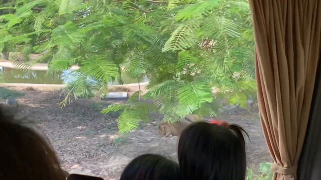 Dubai Safari Zoo смотреть онлайн