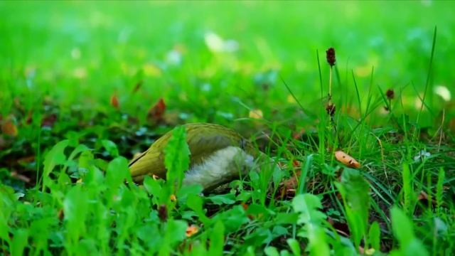 Nature And Wildlife Video – Bird and animal is beautiful creature on our planet смотреть онлайн