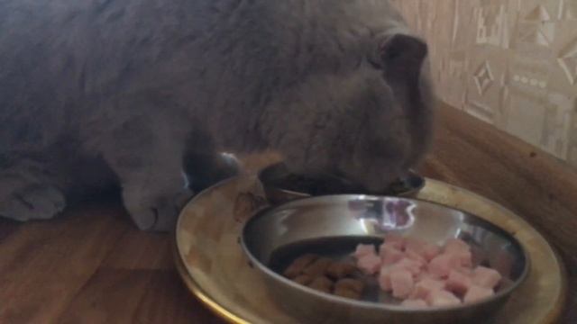 Что ест шотландская кошка#смешныекоты #счастье #шотландскаявислоухаякошка смотреть онлайн