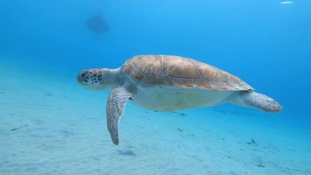 Turtle Dive Safari Playa Piskado смотреть онлайн