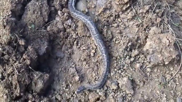 OMG !! Amazing Brave Children Catch big Cobra Snake смотреть онлайн
