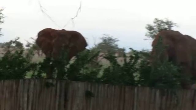 Elephants near the gate of Sarova saltlick lodge-Taita hills -Kenya смотреть онлайн