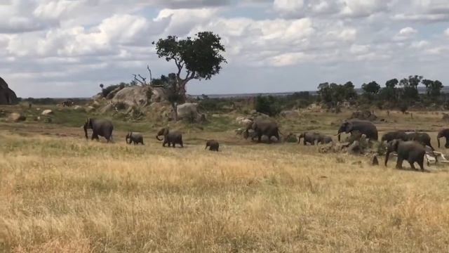 Four Seasons Safari Lodge Serengeti смотреть онлайн