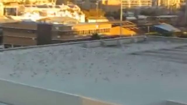 MSC SINFONIA APRIL 2017 CAPE TOWN HARBOUR 3 смотреть онлайн