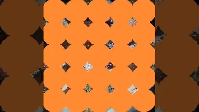 Chaihana N1 в Масква(2)