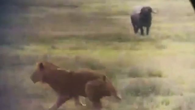 Welcome to Safari смотреть онлайн