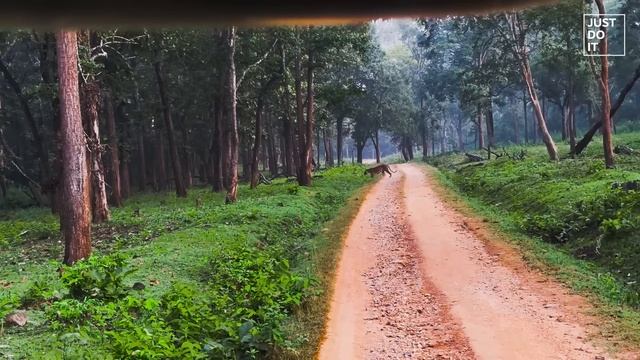 Kabini Wildlife Safari | Kabini river lodge | Nagarhole national park | Thirunelli | JLR #trawild смотреть онлайн