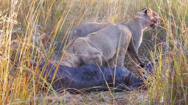 African Safari 4K - Scenic Wildlife Film With African Music смотреть онлайн