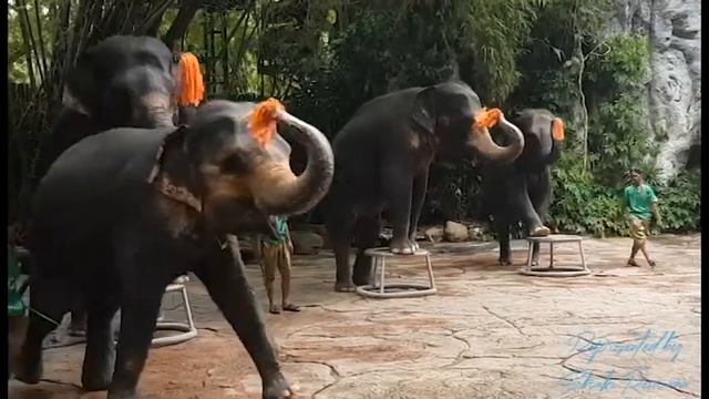 SAFARI WORLD BANGKOK | Thailand | Dolphin show | Shaki Rezwana смотреть онлайн