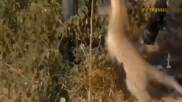 Escape From Death! Brave Elephant Rescues Poor Prey From The Vicious Hungry Leopard смотреть онлайн