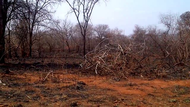 Rescue Sable Baby with broken leg Mulati Safari Camp Limpopo South Africa смотреть онлайн