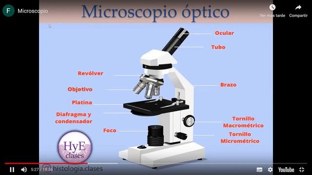 Final de Histo y Embrio Microscopio y técnica histológica — Mozilla Firefox 2023 12 10 08 40 30 смотреть онлайн