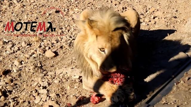 Beautiful Lion at Okapuka Ranch - Motema Tours and Safaris смотреть онлайн