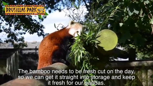 Bamboo drive for red pandas at Drusillas Park смотреть онлайн