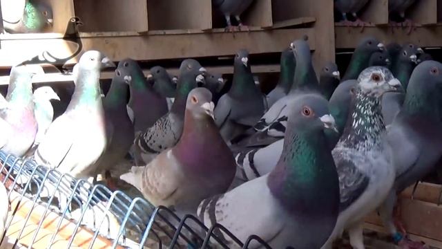 +1500 Brave Pigeons Derby ARONA 2017 смотреть онлайн