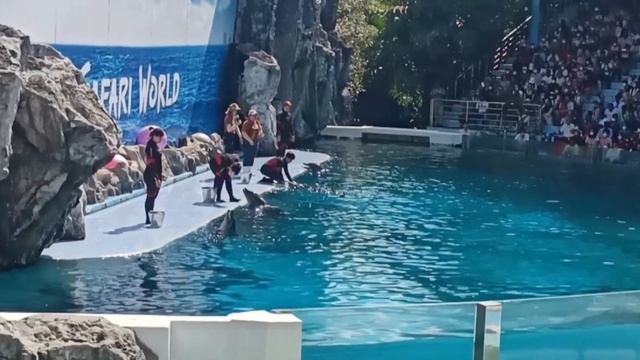 Dolphin show in safari World Thailand, смотреть онлайн