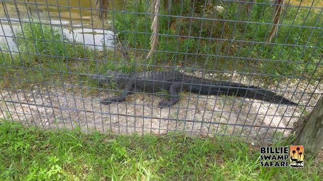 Billie Swamp Safari смотреть онлайн