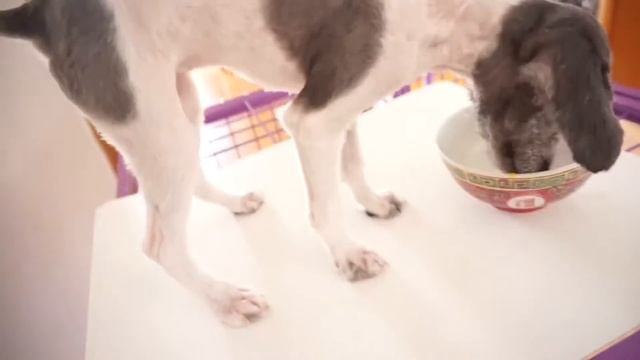 可愛小狗居然做出驚人不可思議的事？Brave cute dog/What she do really surprise everyone смотреть онлайн