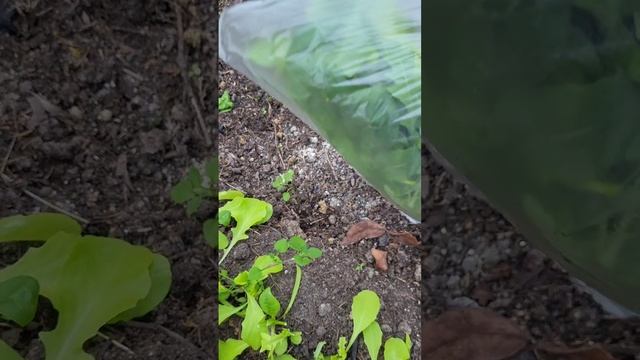 Микрозелень😁 #сад #дача #огород #теплица смотреть онлайн