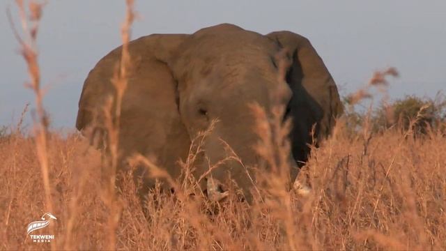 Thrilling Close-Up: Majestic African Elephant's Mock Charge During Safari смотреть онлайн
