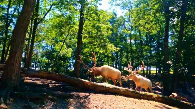 Open air wildlife safari ride | Lake Tobias wildlife park Pennsylvania смотреть онлайн