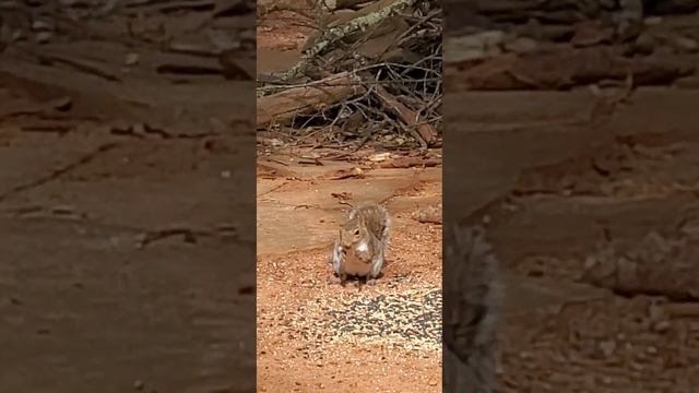 The critters are being brave today смотреть онлайн