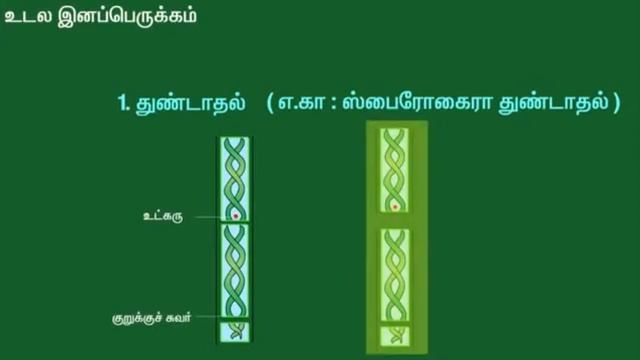 Somatic cell reproduction in Tamil explanation смотреть онлайн