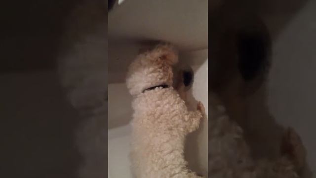 Спасательница от потопа смотреть онлайн