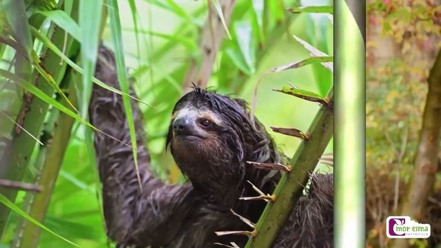 Hayvanların Yaşam Alanları - Eğitici Video - Okul Öncesi Eğitim смотреть онлайн