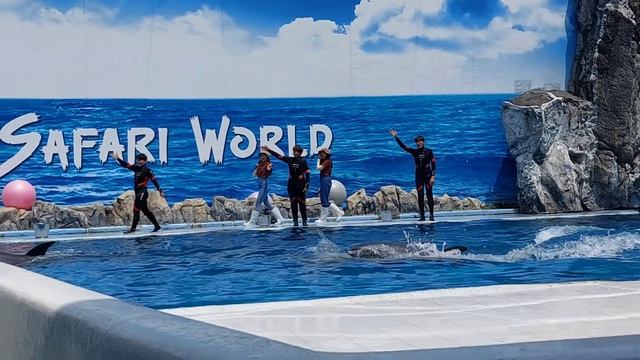 safari world ലെ Dolphin show ഇത് കാണാതിരിക്കാനാവില്ല |Bangkok | safari park thailand смотреть онлайн