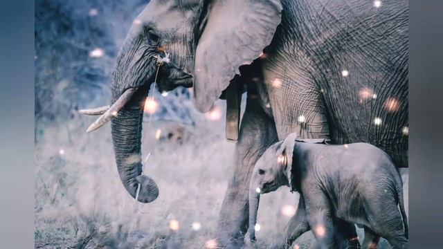 Wildlife is the most beautiful picture on earth#earth#animals #Cat lovers смотреть онлайн