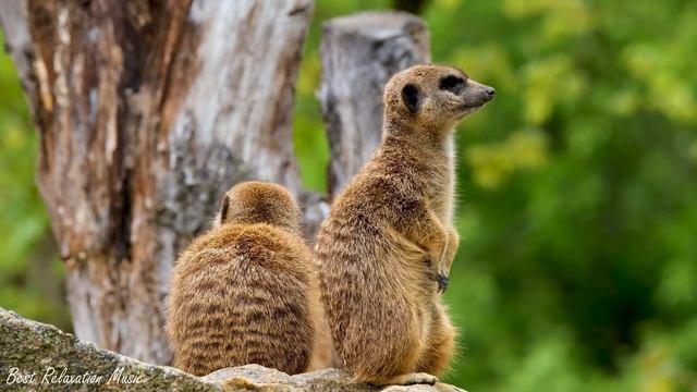 African Safari 4k - Scenic Relaxation Film With Calming Music 🐪 смотреть онлайн