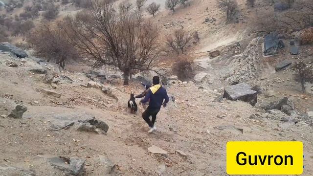 A sheep stuck in the mountains and the brave youths of the nomadic village try to save it смотреть онлайн