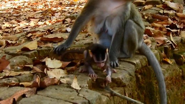 So Smart & Brave Baby Monkey Vikki, Never Scare & Or Afraid Of Anyone, Funny Face#How Monkey Cry