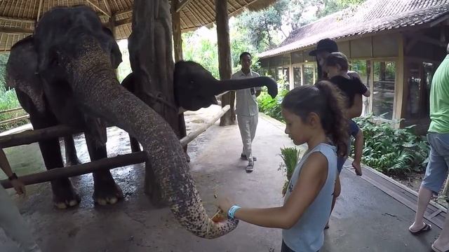 Sailor Lee feeding the Elephants at the Bali Safari Marine Park смотреть онлайн