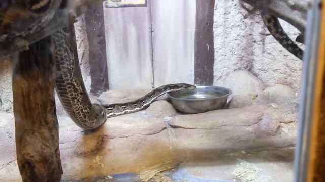 Zoobic Safari TIGER FEEDING and playing with animals MANILA ESCAPES смотреть онлайн