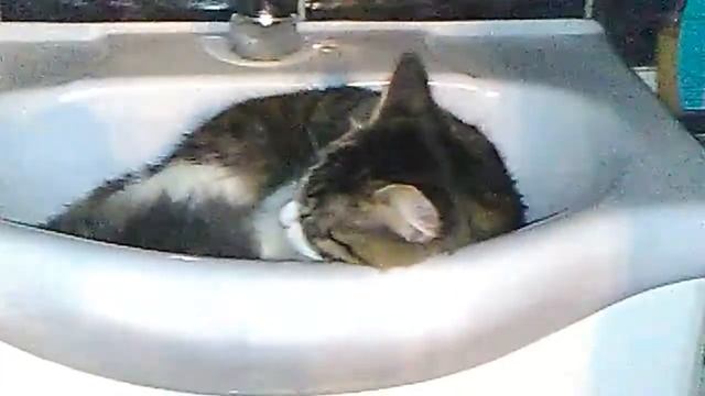 Мой котёнок спит в ванной комнате смотреть онлайн