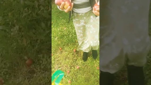 Picking free apples from my mother in law/pinaylifeindenmark 🇩🇰🇵🇭 смотреть онлайн