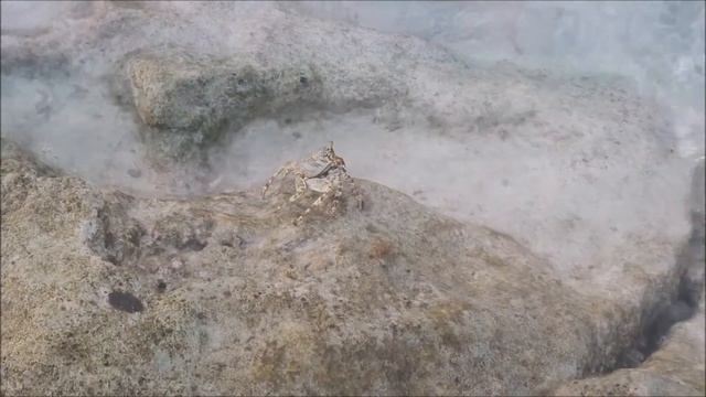 Sun Island Resort and Spa - Sandbank and Sealife - Maldives (Malediven) смотреть онлайн