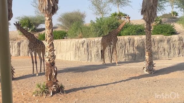 Sharjah Safari Park | Bronze, Silver & VIP | FULL Experience | From only AED 40 Part 2 смотреть онлайн