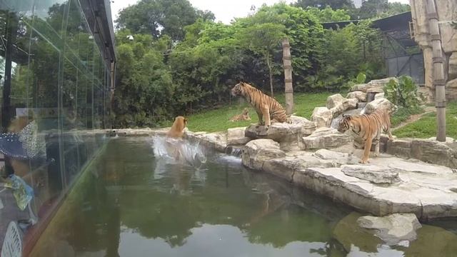 Tiger смотреть онлайн