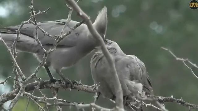 Mom feeding juvie Grey Go-Away bird. Safari Live. 07 February 2019 смотреть онлайн