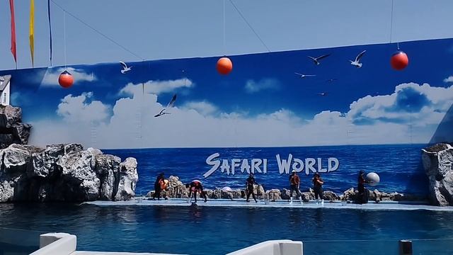 Dolphin show of safari world at Bangkok. смотреть онлайн