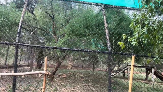 Tirupati Zoo Park ఇంత పెద్దదా 😱|| Sri Venkateswara Zoological Park Tirupati смотреть онлайн