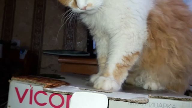 #котиграет #прикольныеживотные Мой милашка Кот Пушок. смотреть онлайн