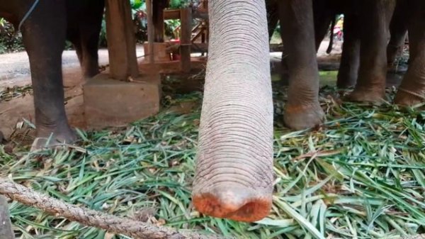 Kok Chang safari Elephant trekking Thailand Phuket