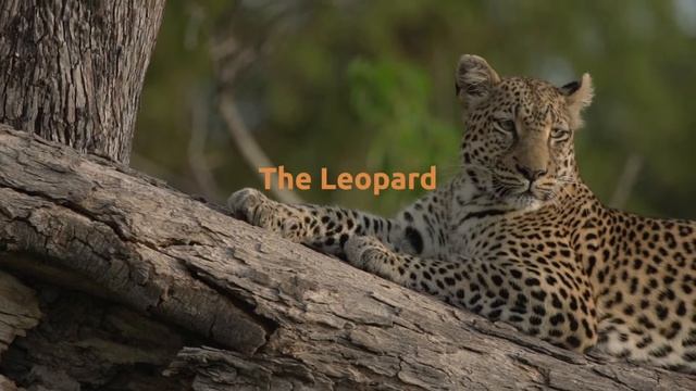 Celebrating The Big 5 - World Safari Day 2022 - African Bush Camps смотреть онлайн