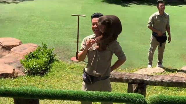 KIDTUBE - Trình diễn Thế Giới Động Vật [Animal Show] - VINPEARL SAFARI - PHÚ QUỐC смотреть онлайн