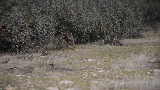 Iberian Lynx Photography Tour in Spain - Blue Sky Wildlife смотреть онлайн