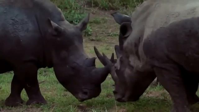 Safari Rhinoceros. Africa смотреть онлайн